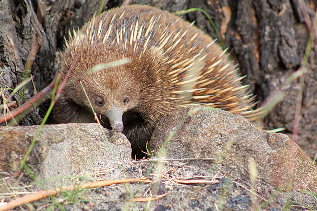 Tasmanian Echidna in the wild near Wineglass Bay
